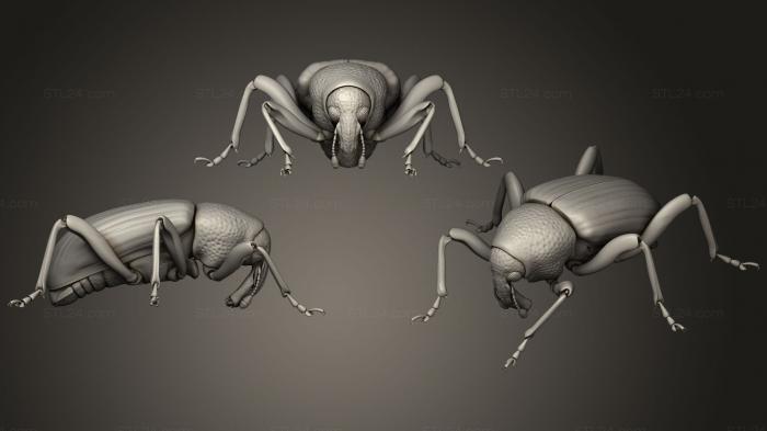 Insects (Insect beetles 121, INSCT_0060) 3D models for cnc